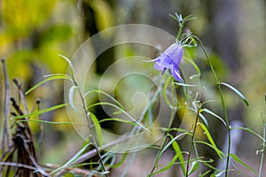 Closeup: purple bell flower growing in the autumn forest macro.