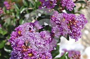 Closeup Of Purple Blooms, Summer Foliage with depth Of Field Perspective