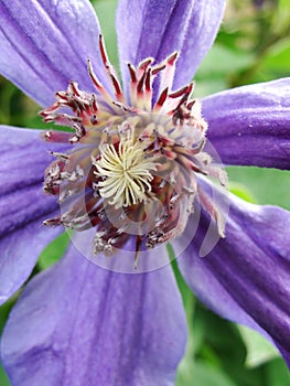 Closeup on purple blue Clematis flower in bloom against a garden background