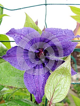 Closeup on purple blue Clematis flower in bloom against a garden background