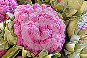 closeup purple cauliflower head in Fall, color from anthocyanin