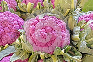 closeup purple cauliflower head in Fall, color from anthocyanin