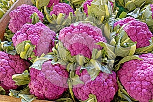 closeup purple cauliflower heads in Fall, color from anthocyanin