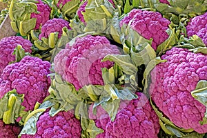 closeup purple cauliflower heads in Fall, color from anthocyanin