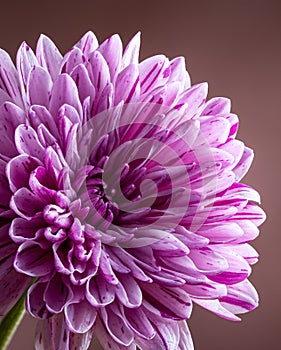 Closeup of a Purple Chrysanthemum