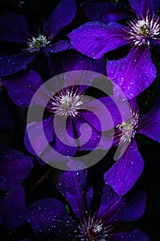 Closeup purple clematis flowers in the garden at evening time