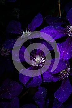 Closeup purple clematis flowers in the garden at evening time