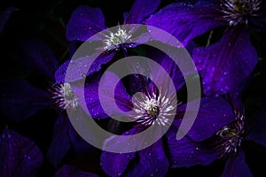 Closeup purple clematis flowers in the garden at evening time