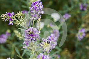 Purple rocky mountain wildflower Colorado alpine high country meadow