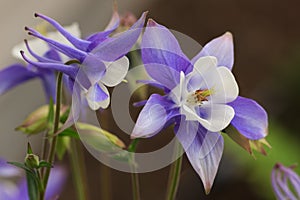 Closeup of purple columbine Aquilegia flowers against a blurred background