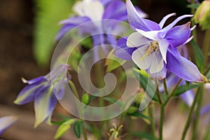 Closeup of purple columbine Aquilegia flowers against a blurred background