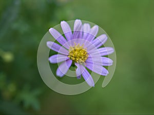 Closeup purple common daisy flower, oxeye daisy with water drops in the garden