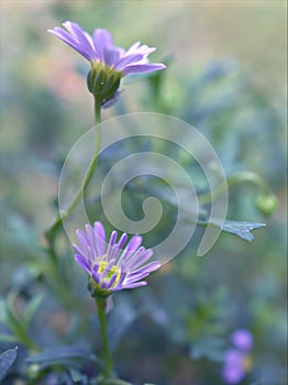 Closeup purple common daisy flower, oxeye daisy with water drops in the garden