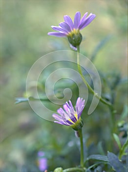 Closeup purple common daisy flower, oxeye daisy with water drops in the garden