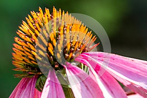 Closeup of a purple coneflower