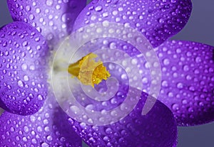 Closeup of a purple crocus with water drops on it under the sunlight