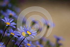 Closeup of purple daisy flowers in the garden with copyspace