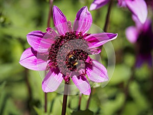 Closeup of a purple flat petal blooming Dahlia flower