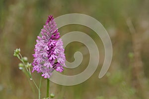 Closeup on the purple flower of the Eurropean perennial herbaceous Pyramidal Orchid, Anacamptis pyramidalis