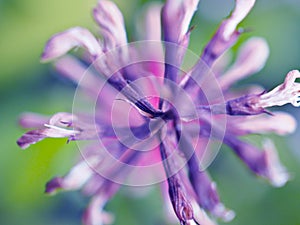 Closeup purple flower in garden and soft focus and blurred for background ,nature background