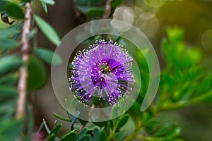 Closeup of a purple flower on a green bush, La Brea Tar Pits, Los Angeles, California.