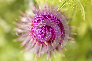 Closeup purple flower of onopordum acanthium on blur green background. Wiolet wild flower macro background.