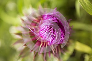 Closeup purple flower of onopordum acanthium on blur green background. Wiolet wild flower macro background.