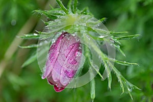 Closeup purple flower with raindrops on it