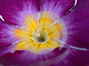 Closeup purple flower with soft focus for background and blurred background ,macro image ,abstract background