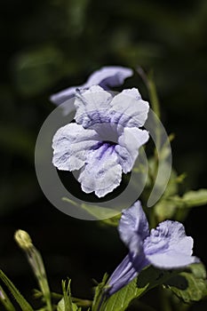 Closeup of purple flower weed blooming