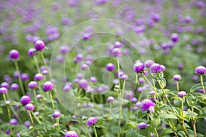 Closeup purple flowers Gomphrena globosa