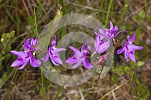 Closeup of purple flowers of grass pink orchid, New Hampshire.