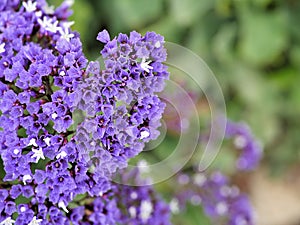 Closeup of purple flowers with green leaves in butterfly garden in Santa Barbara California. Macro lens with bokeh for web banners