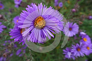 Closeup of purple flowers of New England aster in October photo