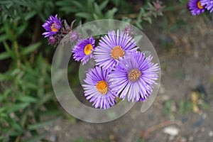 Closeup of purple flowers of New England asters photo