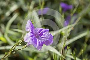 Closeup purple flowers of Ruellia simplex, Mexican petunia, Mexican bluebell, Britton wild petunia Ruellia Angustifolia are