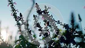 Closeup of purple flowers under the sun in a field