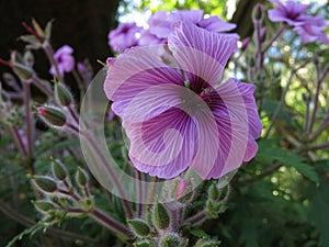 Closeup of purple giant herb-robert taxon flowers