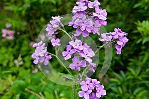 Closeup on purple gilliflower Hesperis matronalis photo