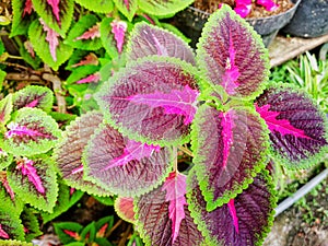 Closeup purple green leaves houseplants in spring time beautiful flowers