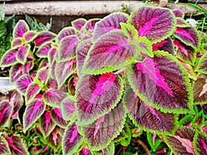 Closeup purple green leaves houseplants in spring time beautiful flowers