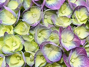 Purple mophead flower Hydrangea macrophylla closeup photo