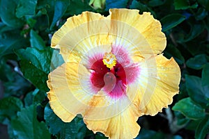 Closeup of a purple Hawaiian hibiscus flower