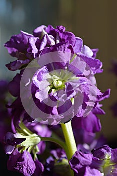 Closeup purple hoary stock matthiola incana