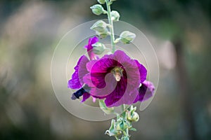 Purple hollyhock in the gardenon blur background