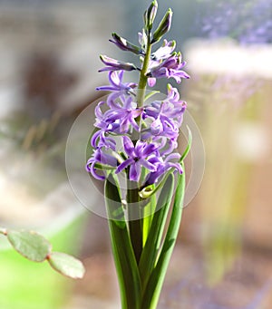 A closeup of a purple Hyacinth flower blooming on a window sill