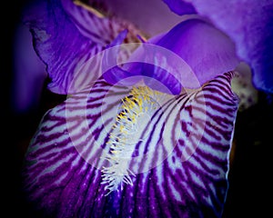 Closeup of a purple Iris flower bloom