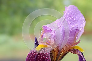 Closeup of a purple iris flower with raindrops.