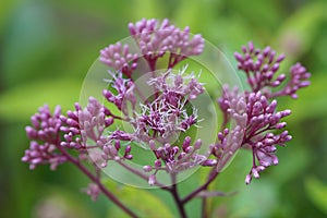 Closeup on Purple Joe-Pye weed or Kidney-root, Eupatorium purpureum