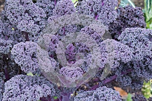 Closeup of purple kale cabbage plant